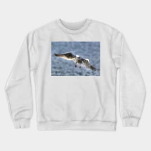 Gull Crewneck Sweatshirt